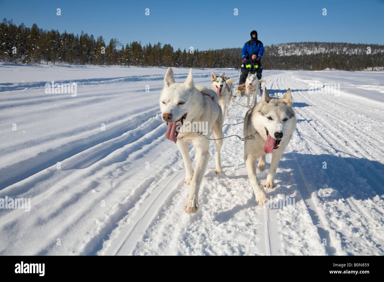 Eine Hurtigrutentickets Fahrt mit sibirischen Huskies in winterlichen Lappland / nördlichen Schweden Stockfoto