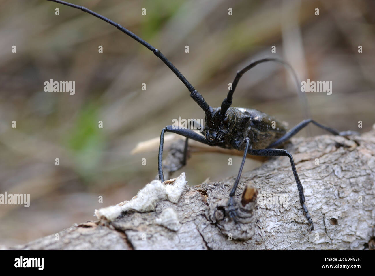 Schwarzkiefer Sawyer Käfer Monochhamus Oregonensis Cerambycidae Cerambice Coleottero Cerambicide Glacier Nationalpark Montana USA Stockfoto