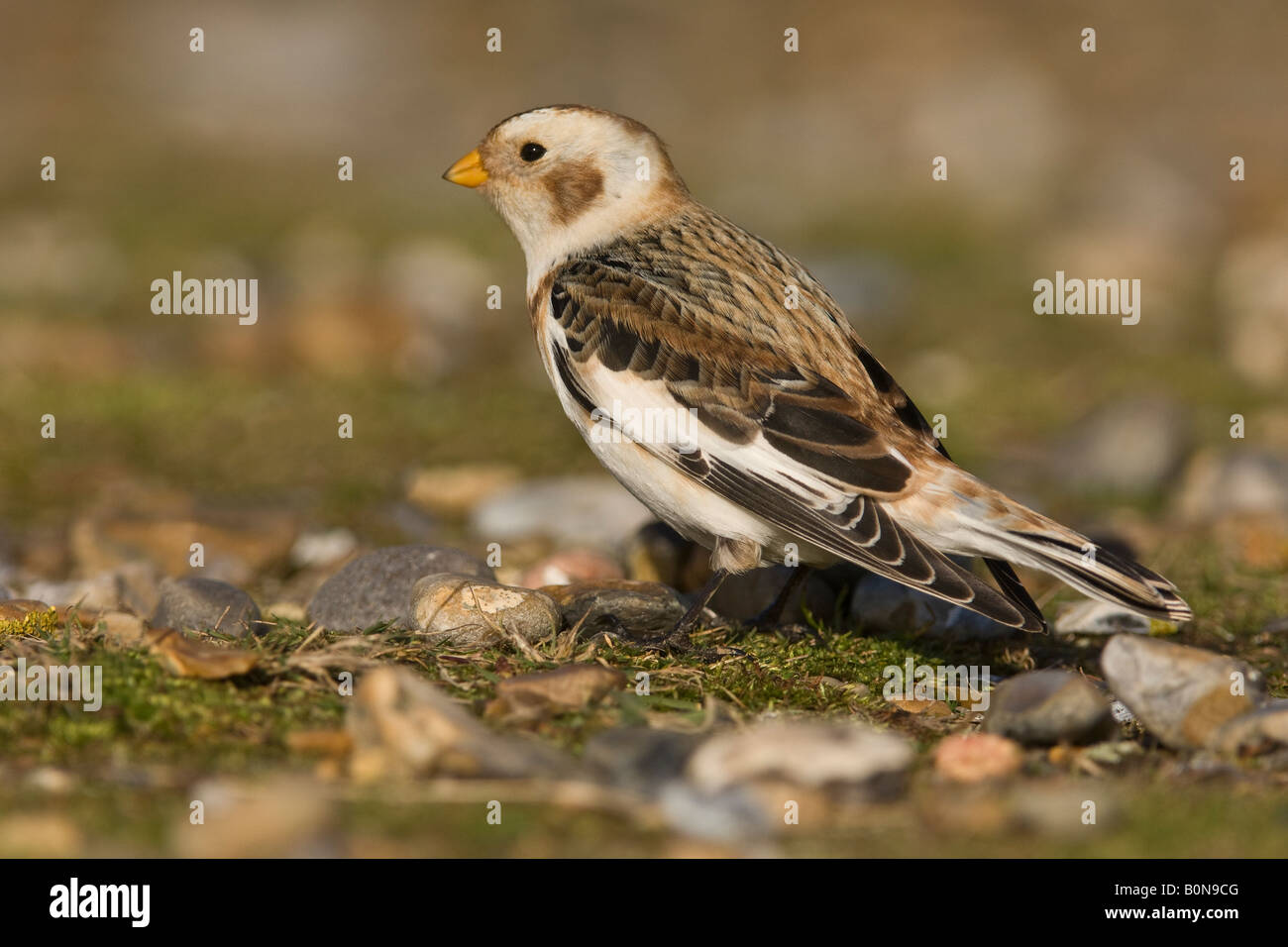 Snow Bunting Plectrophenax Nivalis winter männlichen Norfolk England Stockfoto