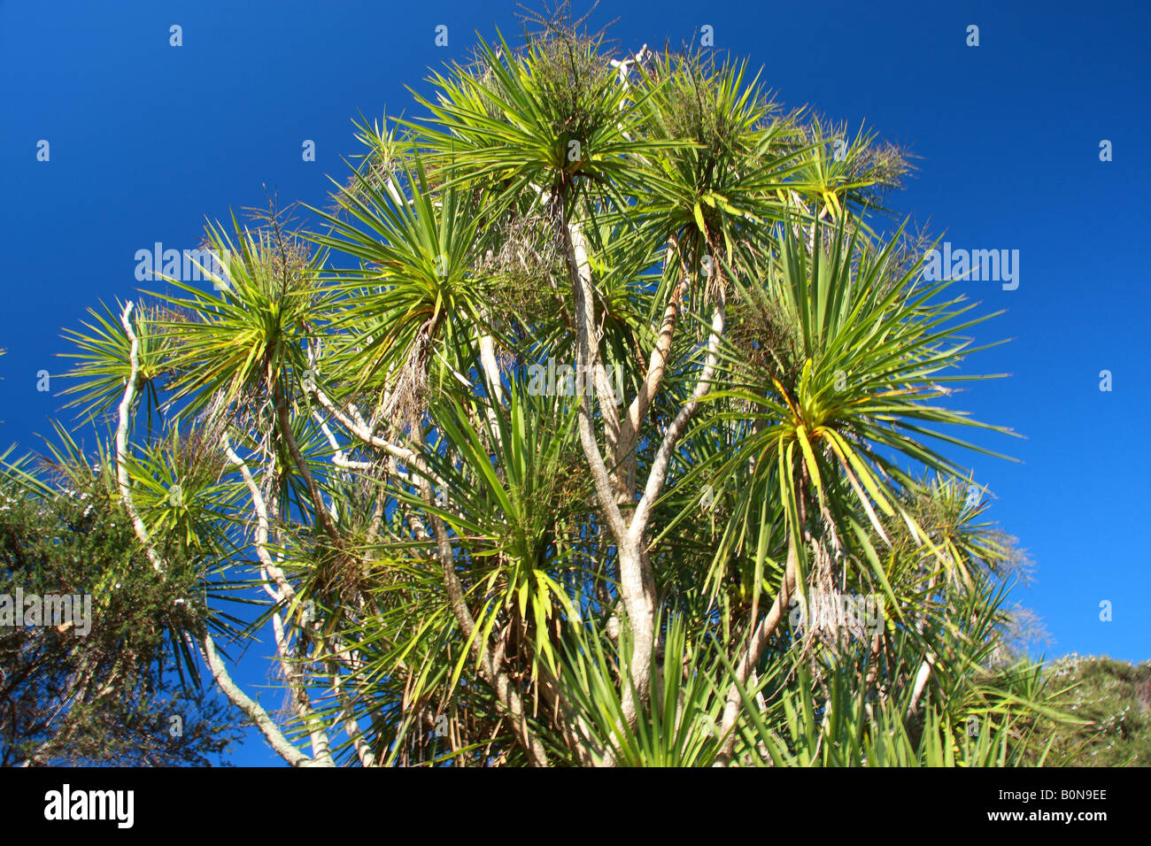 Kohl Baum wieder blauen Himmel, auf Motuihe Island, Auckland. Stockfoto