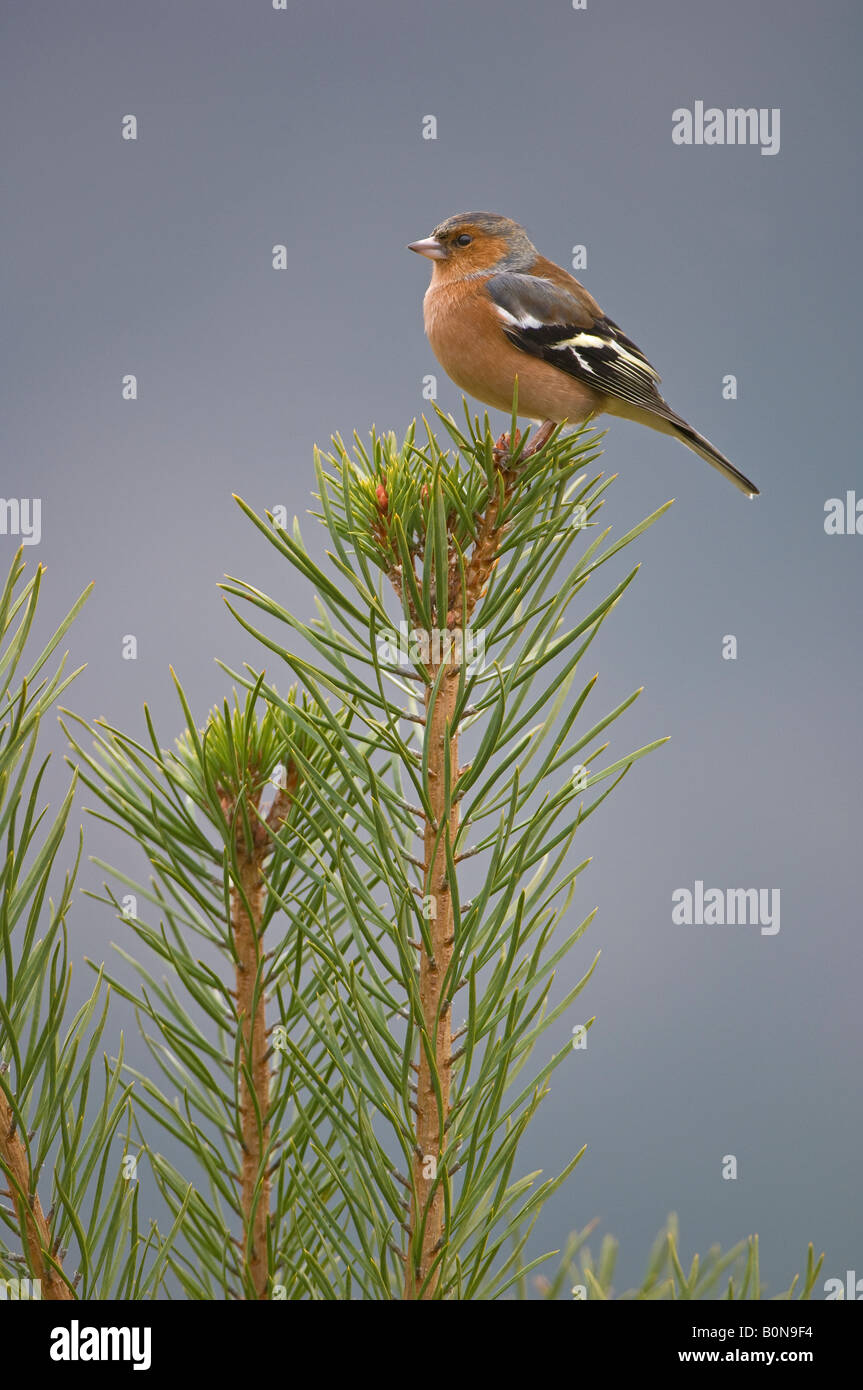 Buchfink Fringilla Coelebs erwachsenen männlichen Speyside Schottland Stockfoto