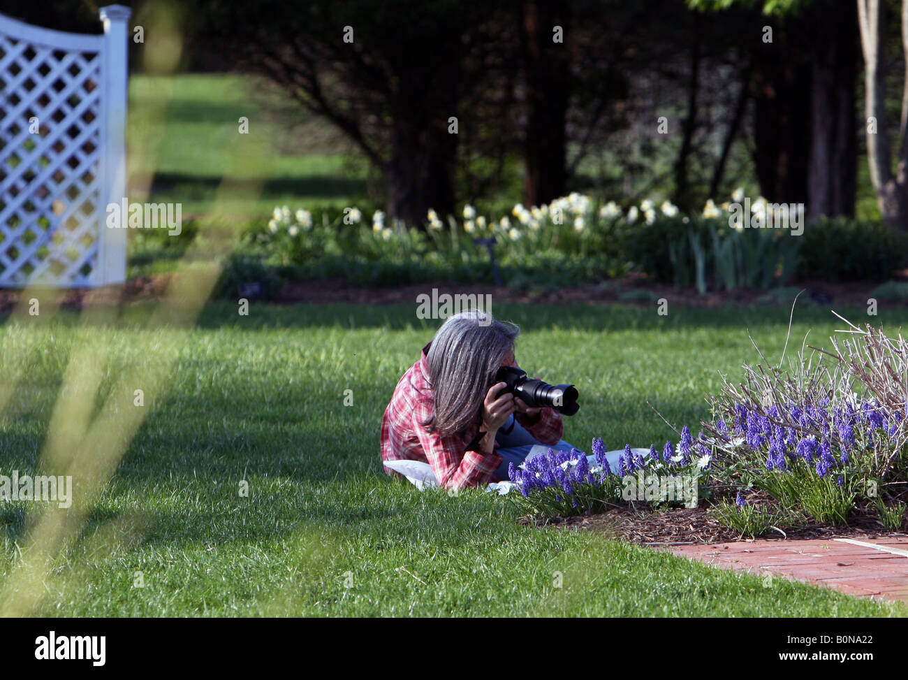 Eine Fotografin Pfingstmontag graue Haare fotografieren Blumen in einem Blumengarten. Makro Stockfoto