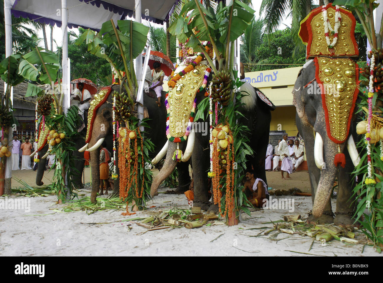 Einen geschmückten Elefanten während der Tempel Festival Kerala Indien Stockfoto