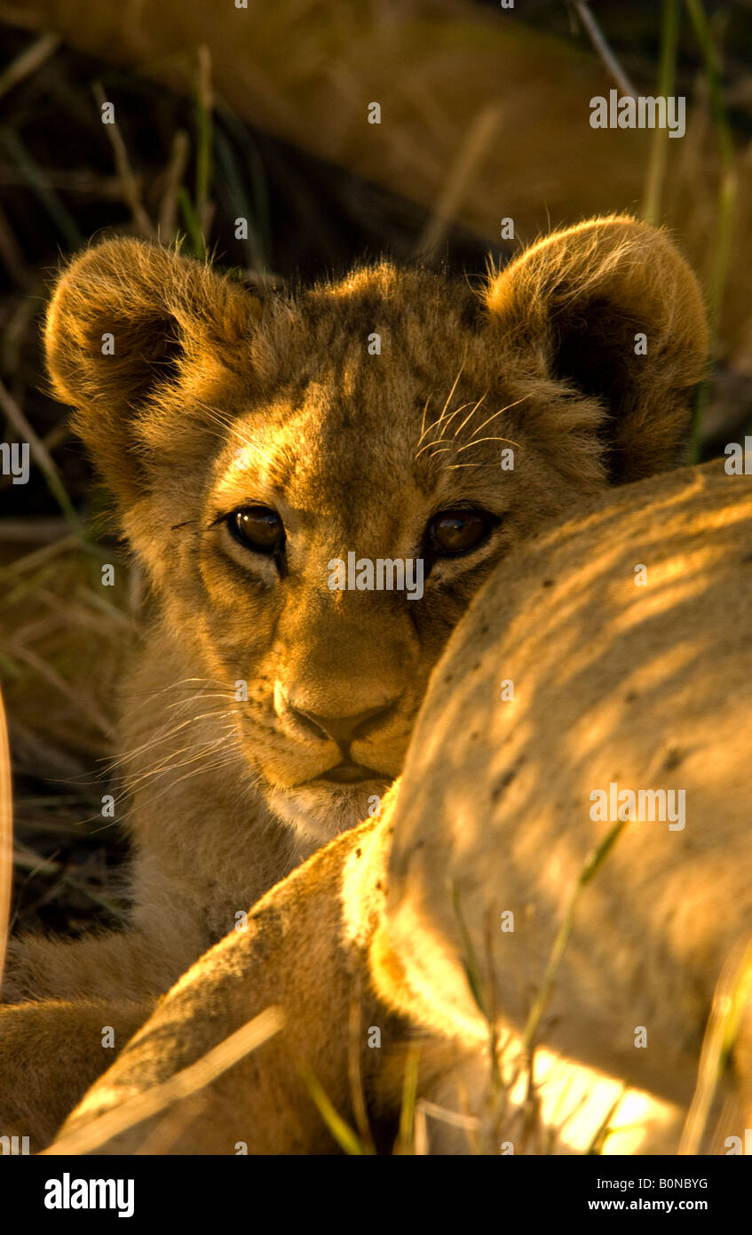 Close-up baby Lion cub, Sonne im Gesicht, neugierig, schauen, spähen Hinter schlafende Mutter lion erwachsenen weiblichen Löwin Stockfoto
