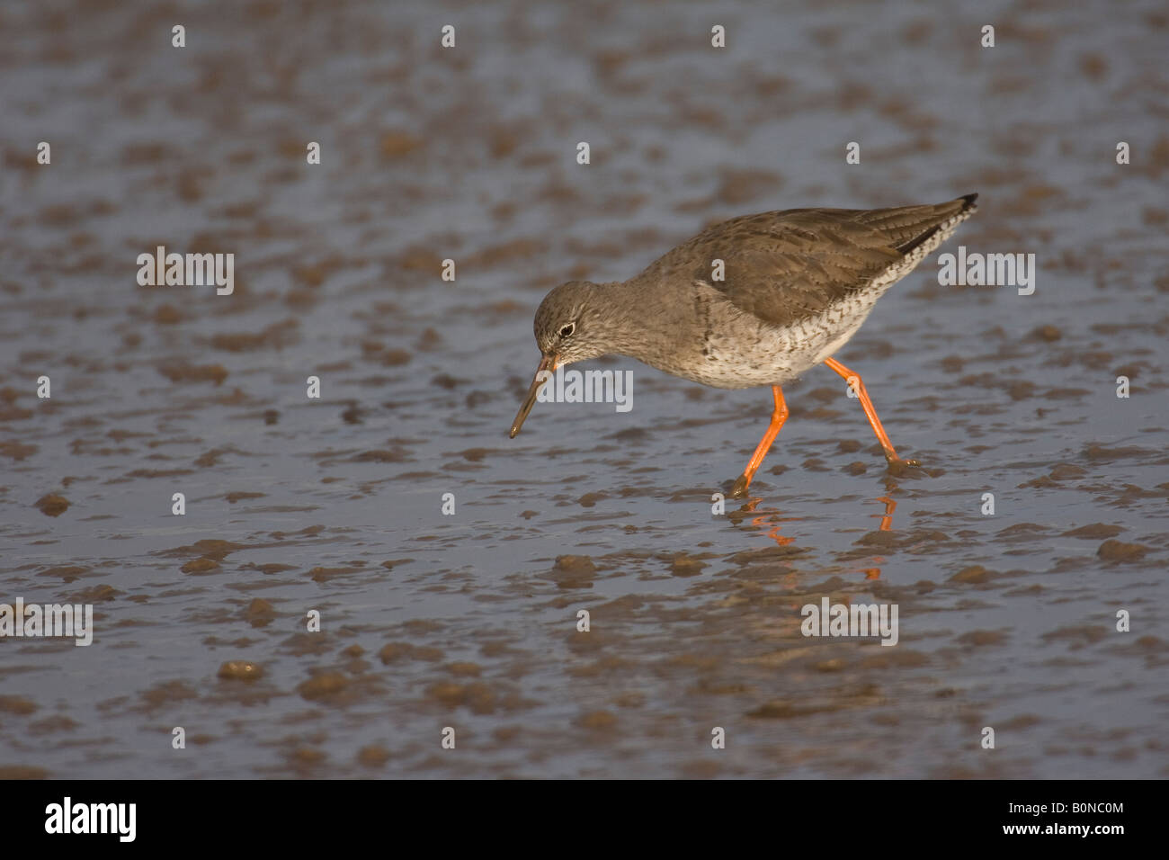 Rotschenkel Tringa Totanus winter Erwachsene ernähren sich von intertidal Wattenmeer Norfolk England Stockfoto