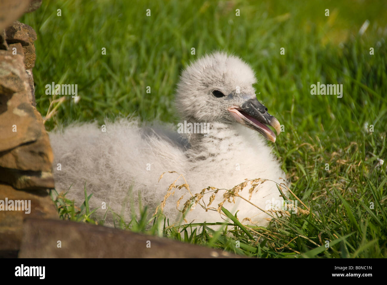 Young Northern Fulmar, Fulmarus Cyclopoida, Isle of Noss, Shetland Islands, Schottland, UK Stockfoto