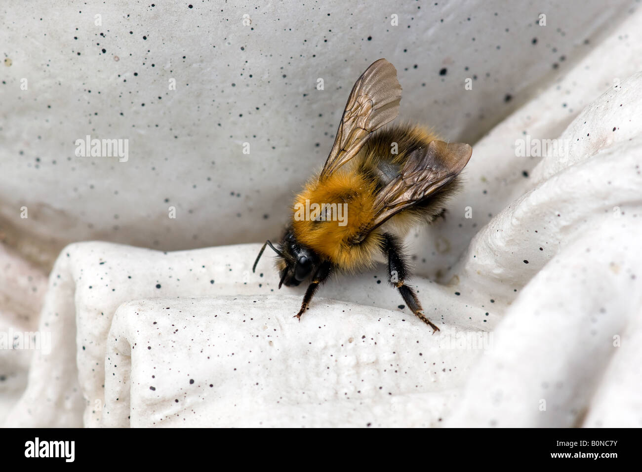 Hummel Bombus Apidae. Stockfoto
