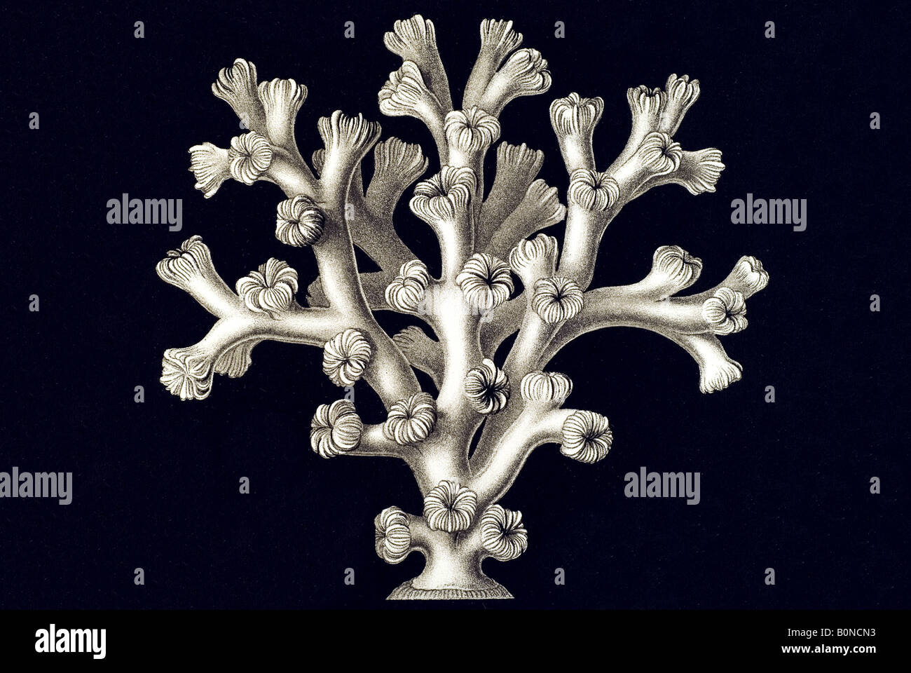 Hexacoralla Sechstrahlige Sternkorallen Name Lephohelia Profilera, Haeckel Jugendstil 20th Century Europe Stockfoto