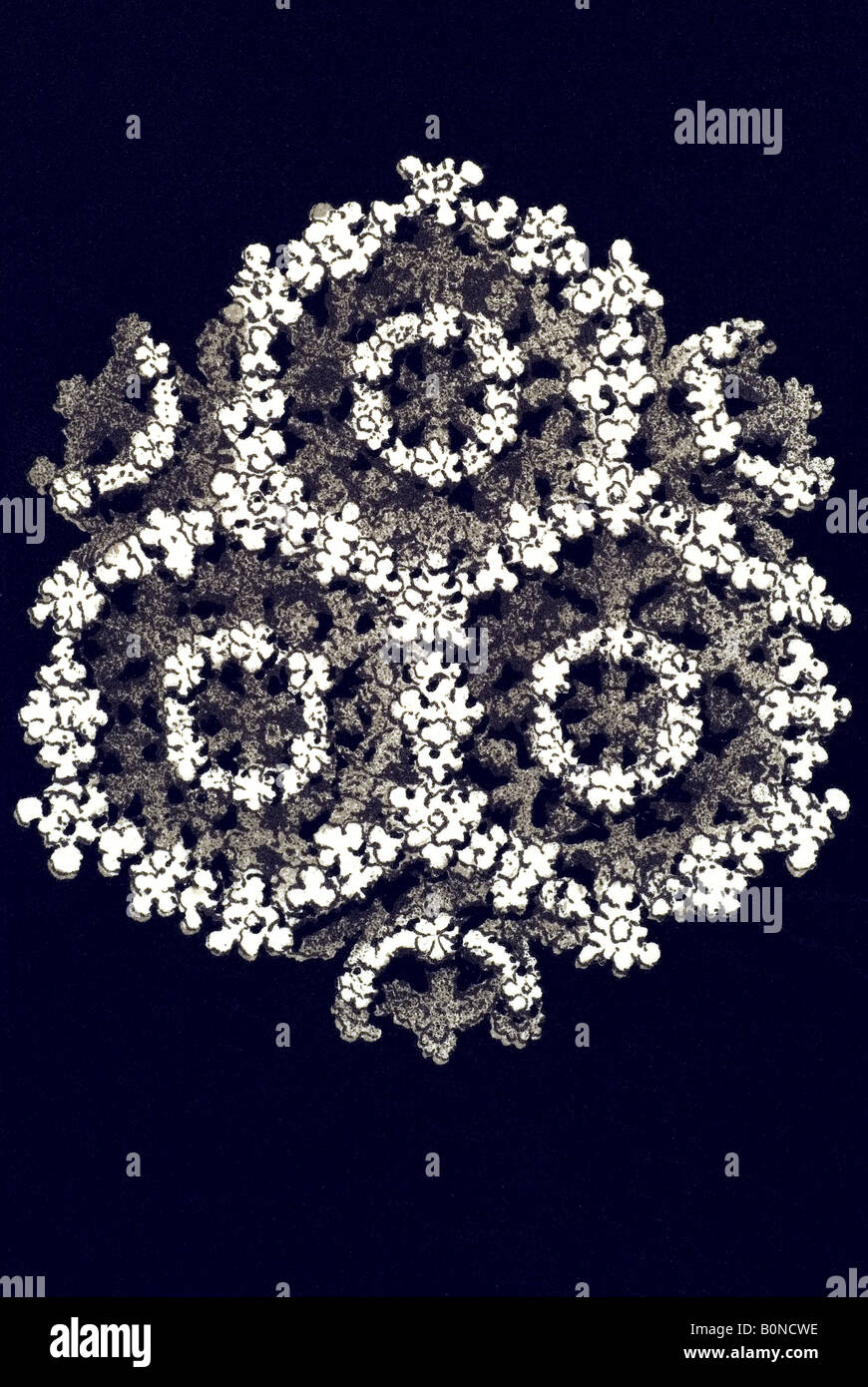 Hexacoralla Sechstrahlige Sternkorallen Name Porites Furcata, Haeckel Jugendstil 20th Century Europe Stockfoto