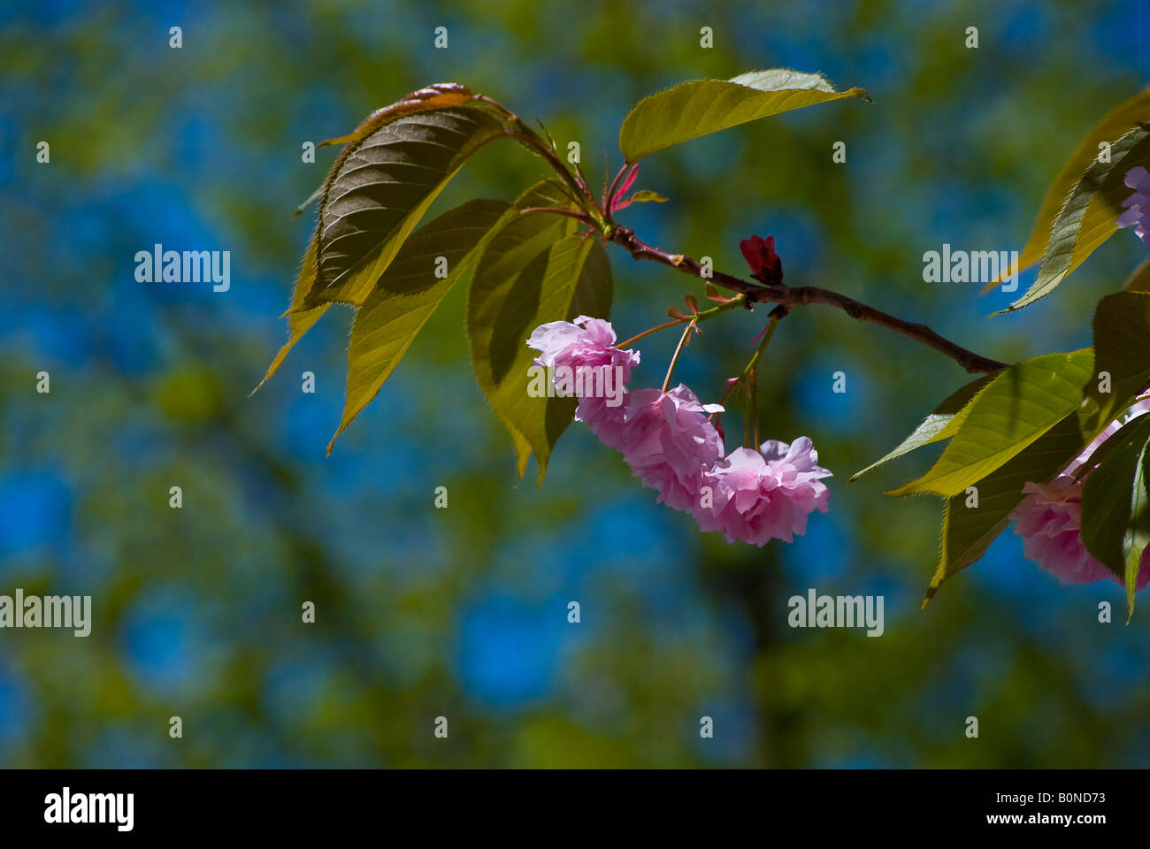 Cherry Blossom Stockfoto