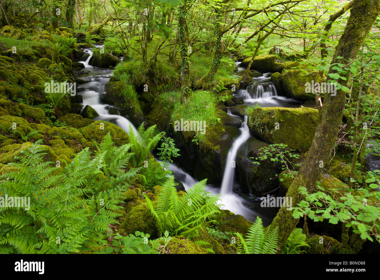 Tumbling Stream in einem üppig grünen Wald Dartmoor National Park Devon England Stockfoto