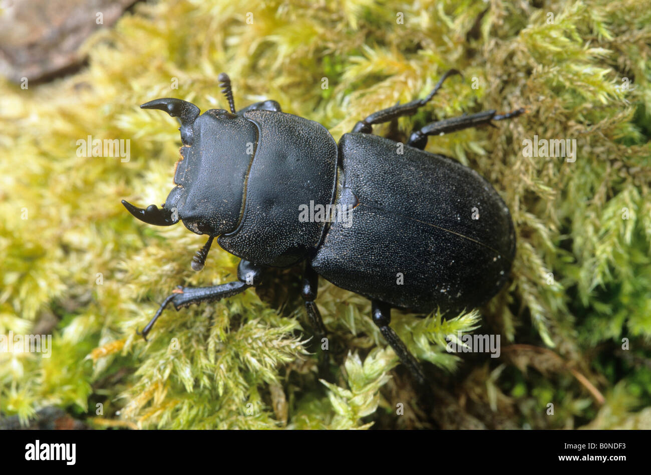 Weibliche Hirschkäfer (Lucanus Cervus) Stockfoto