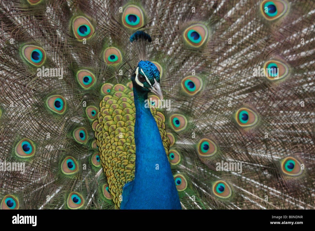 Peacock anzeigen Stockfoto