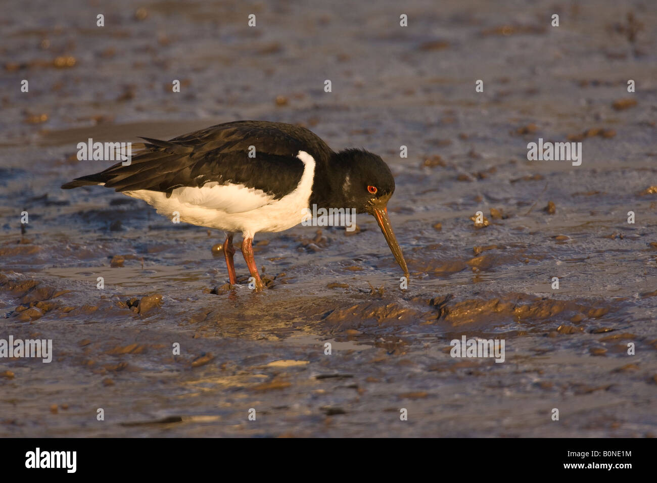 Austernfischer Haematopus Ostralegus Fütterung auf intertidal Wattenmeer Norfolk England Stockfoto