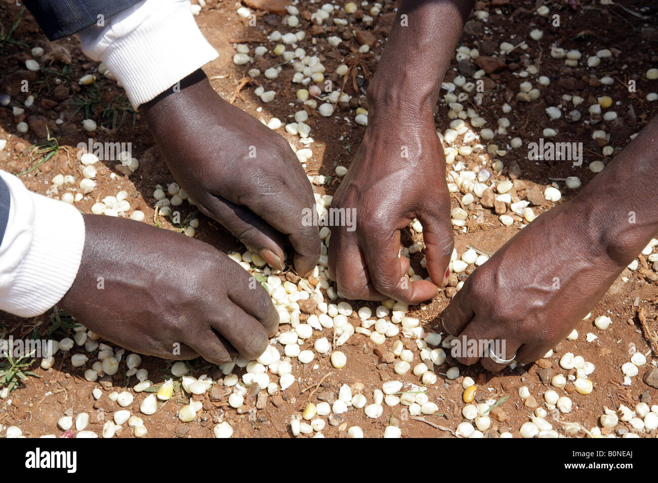 Kenia: zwei Personen sammeln Körner an einer Stelle der Verteilung der Mais (Mais) für Flüchtlinge in Kikuyu Stockfoto