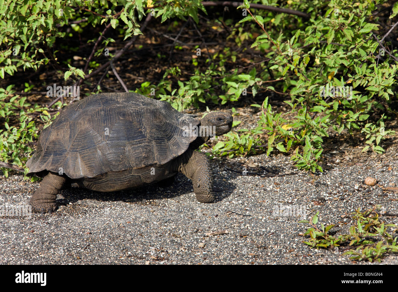 Eine junge Riesenschildkröte - Geochelone Elephantopus SSP - auf Isabela Insel der Galapagos Inseln - Ecuador Stockfoto