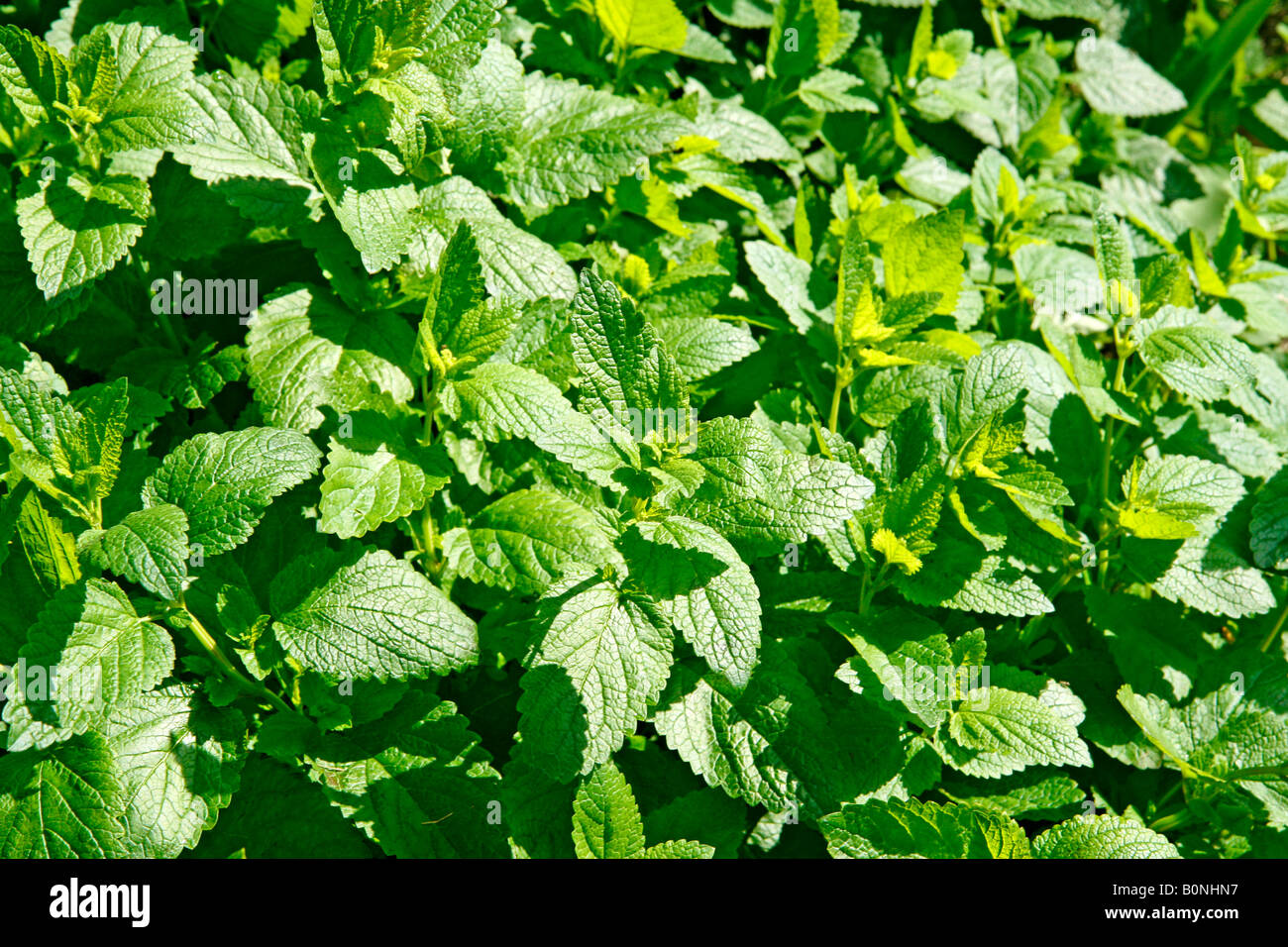 Zitronen-Melisse Melissa officinalis Stockfoto