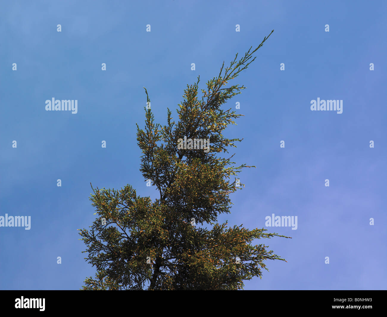 Juniper Tree Juniperus Virginiana Glauca Stockfoto