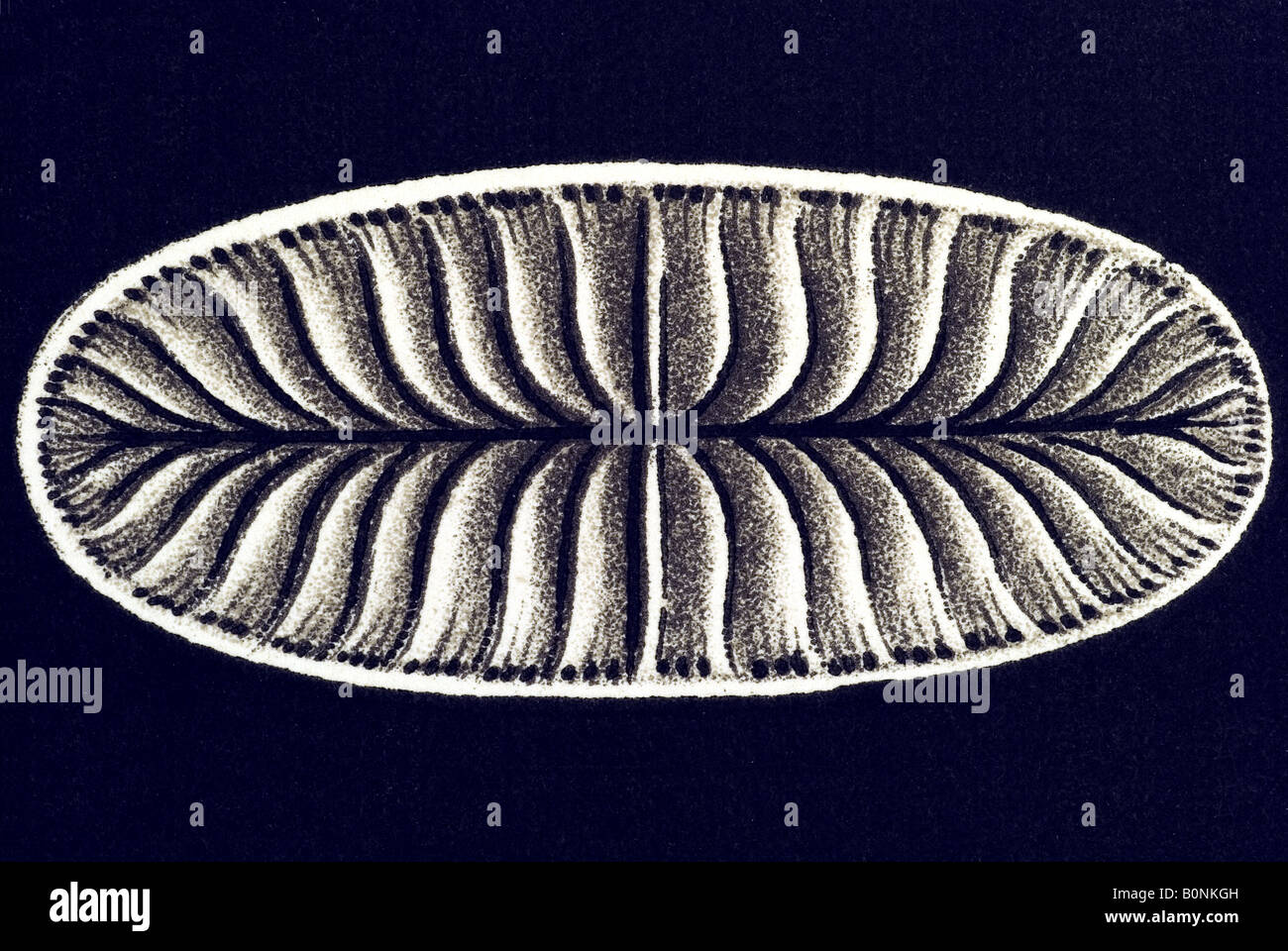 Hexacoralla Sechstrahlige Sternkorallen Name Flabellum Australe, Haeckel Jugendstil 20th Century Europe Stockfoto