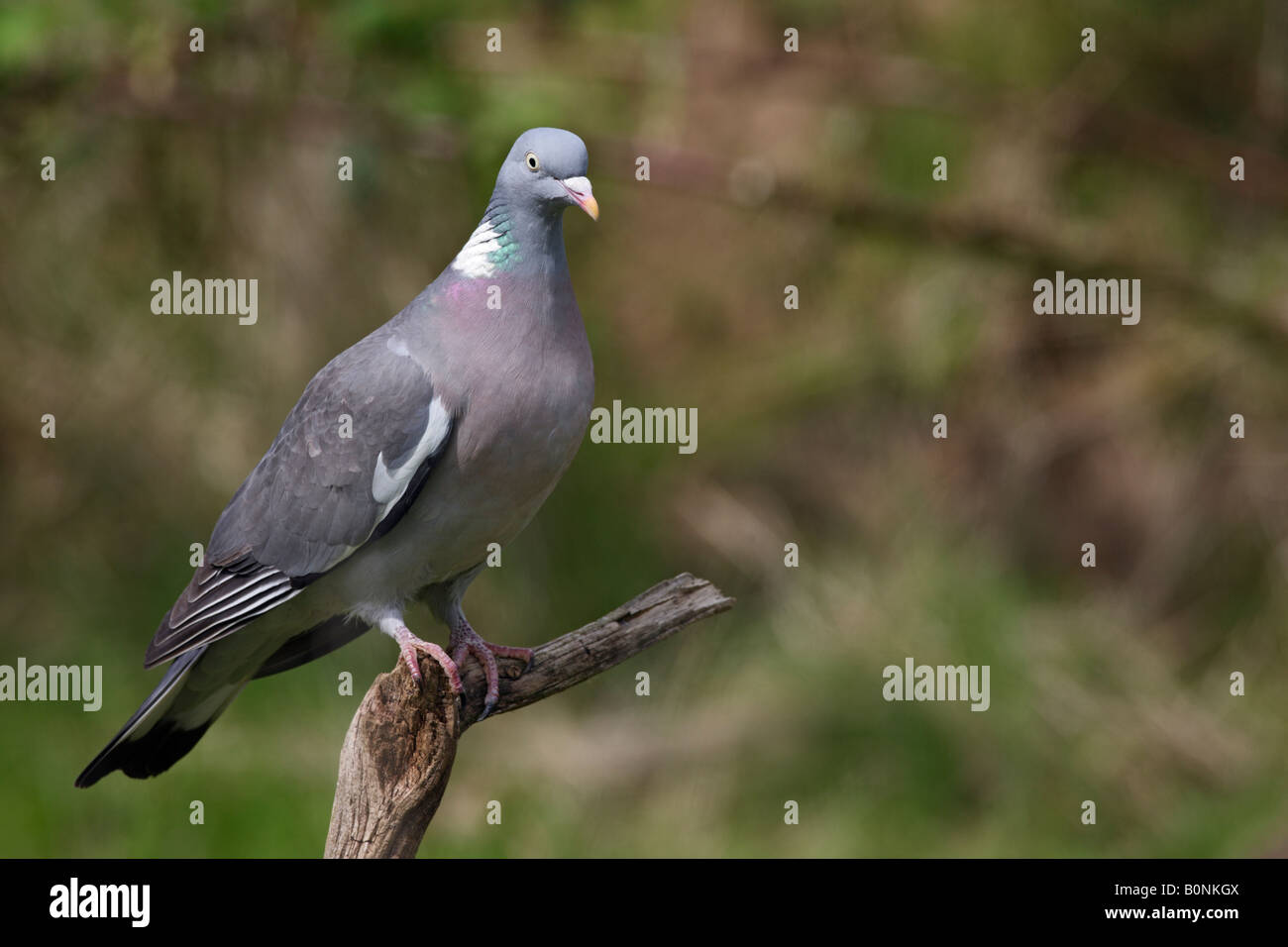 Ringeltaube Columba Palumbus thront aussehende alert Potton Bedfordshire Stockfoto