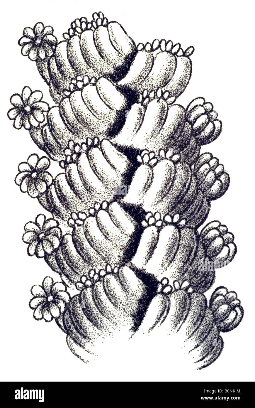 Pennatulida, Federkorallen Namen Virgularia Cyclopoida, Haeckel Jugendstil 20th Century Europe Stockfoto