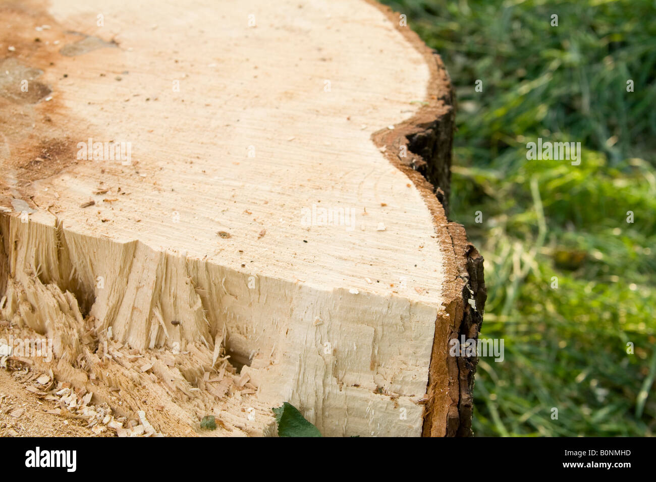 Ein Schnitt durch ein ^ gesägter Baumstamm, UK. Stockfoto