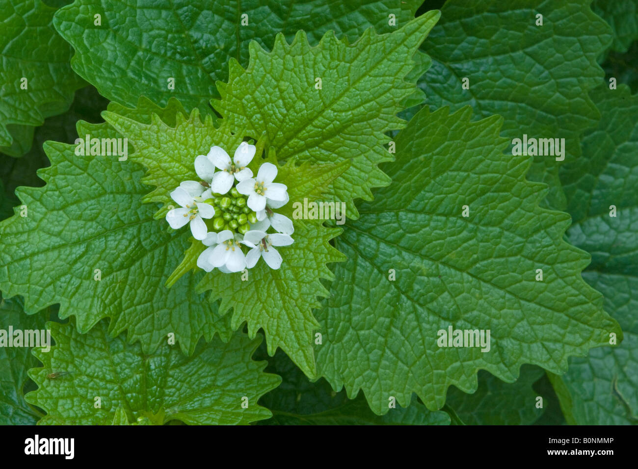 Jack von Hecke, Hecke Knoblauch oder Knoblauch Senf, Alliaria Petiolata in Blüte. Stockfoto