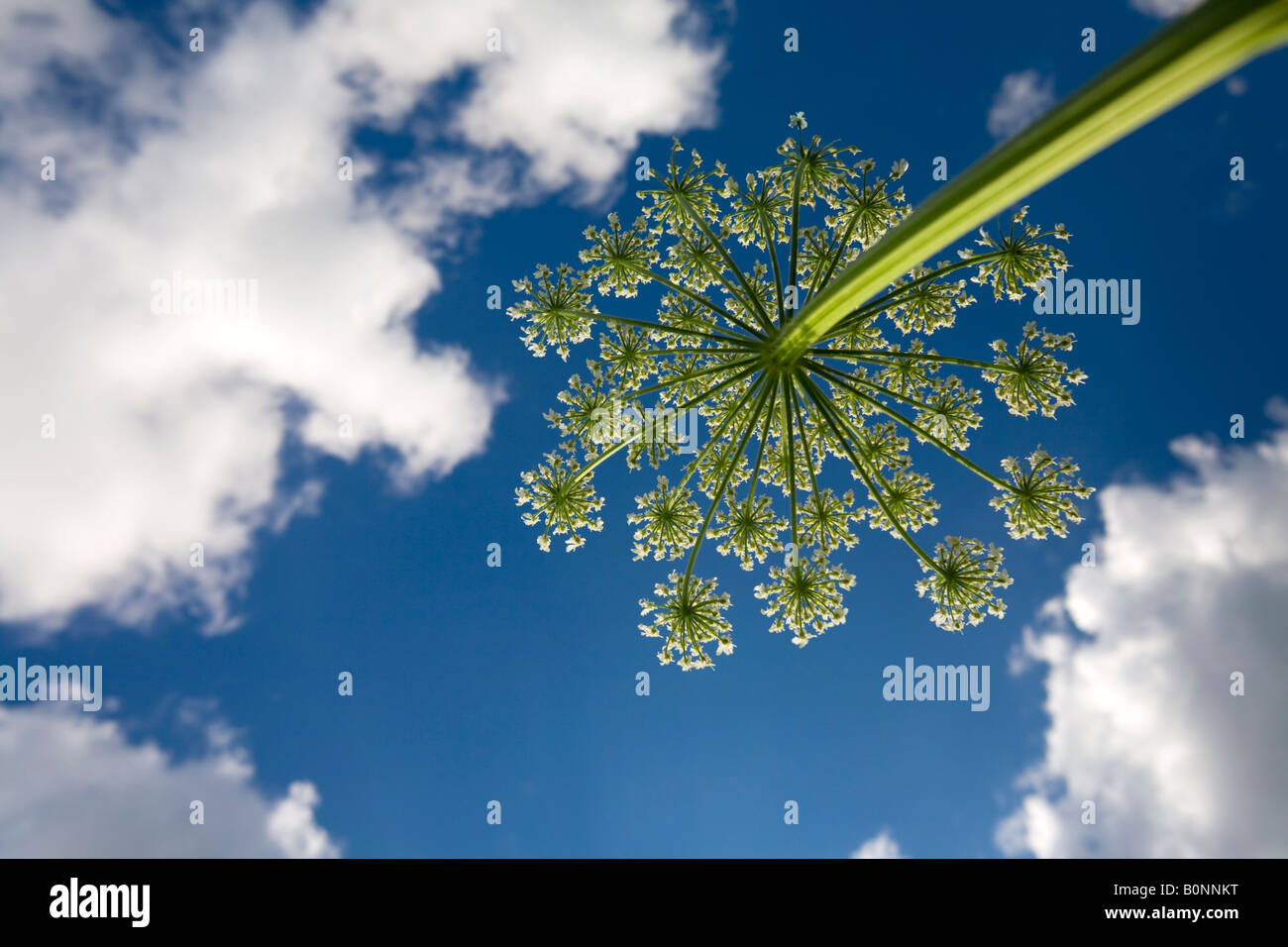Ein blühender Garten Angelica Dolde (Angelica Archangelica). Ombelle d'Angélique Officinale de Fleurs, au Printemps. Stockfoto