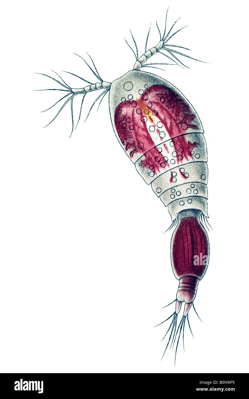 Copepoda Ruderkrebse Name Oncaea Venusta Haeckels Kunstformen der Natur Jugendstil 20th Century Europe Stockfoto