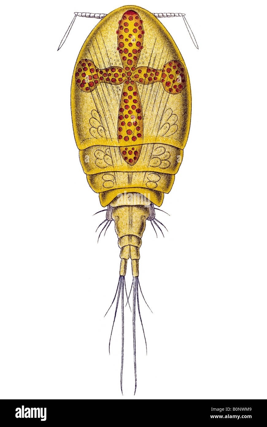 Copepoda Ruderkrebse Name Acontiophorus Secutatus Haeckels Kunstformen der Natur Jugendstil 20th Century Europe Stockfoto