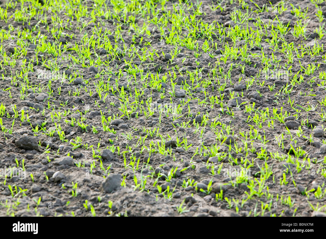 Pflanzen wachsen in einem Feld in Lincolnshire UK Boden speichert große Mengen an C02, die freigesetzt wird, wenn Bauern Felder pflügen Stockfoto