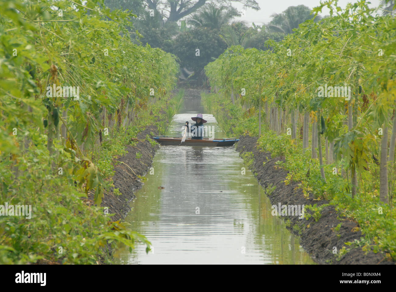 Ernte, Papaya, Kanal-Bauernhof, Samut Sakhon, thailand Stockfoto