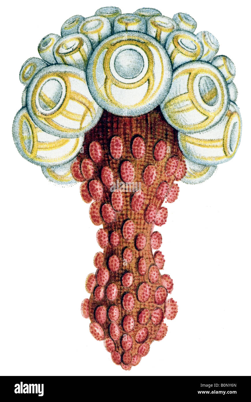Siphonophorae Name Disconalia Gastroblasta, Haeckel, Jugendstil 20th Century Europe Stockfoto