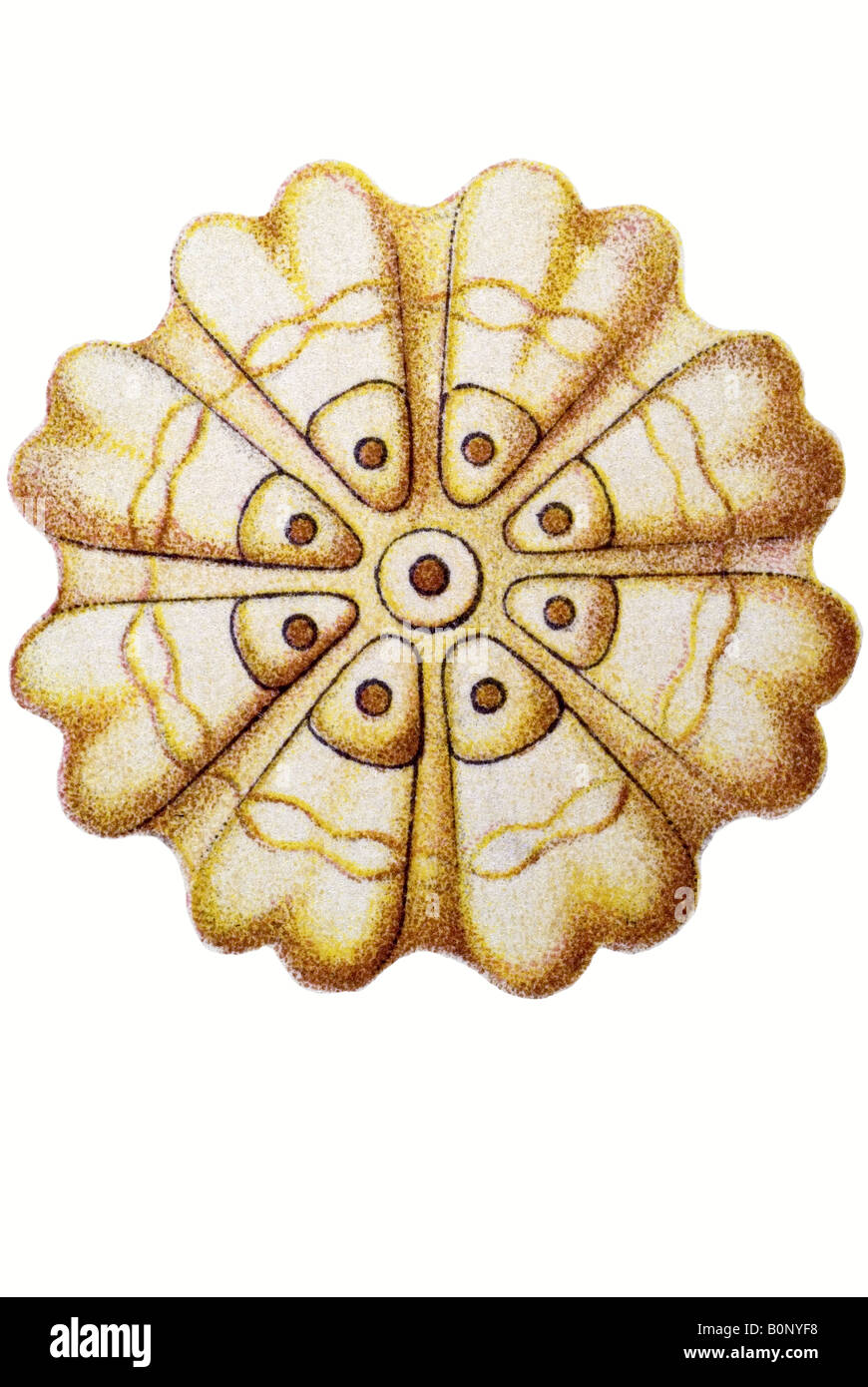 Siphonophorae Name Porpema Medusa, Haeckel, Jugendstil 20th Century Europe Stockfoto
