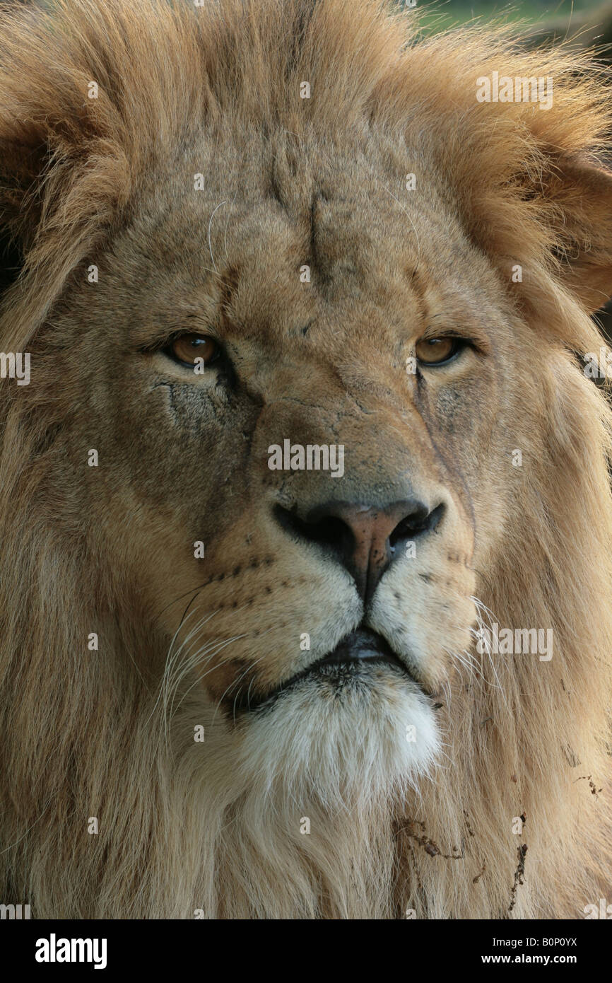 Ein Portrait eines männlichen Löwen Panthera leo Stockfoto, Bild