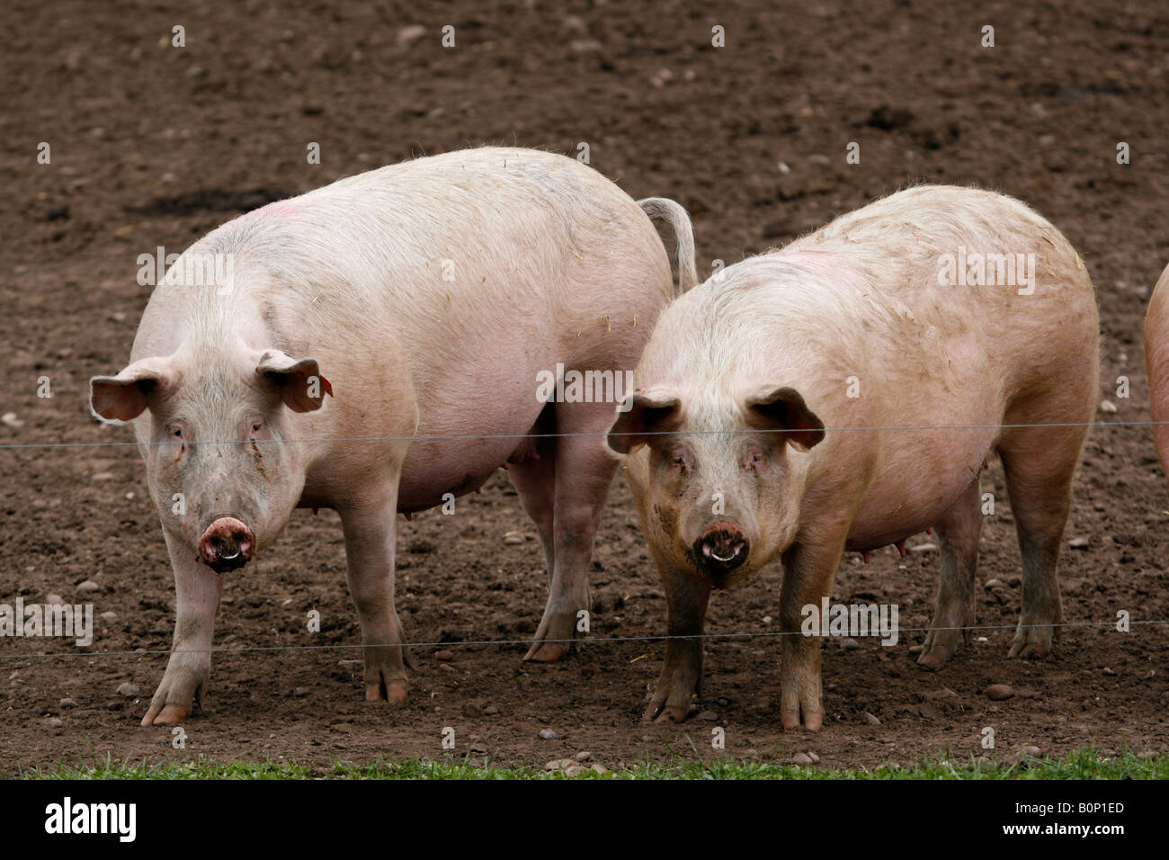 26. März 2008 Schweinefarm in Nottinghamshire große weiße Sus Scrofa scrofa Stockfoto