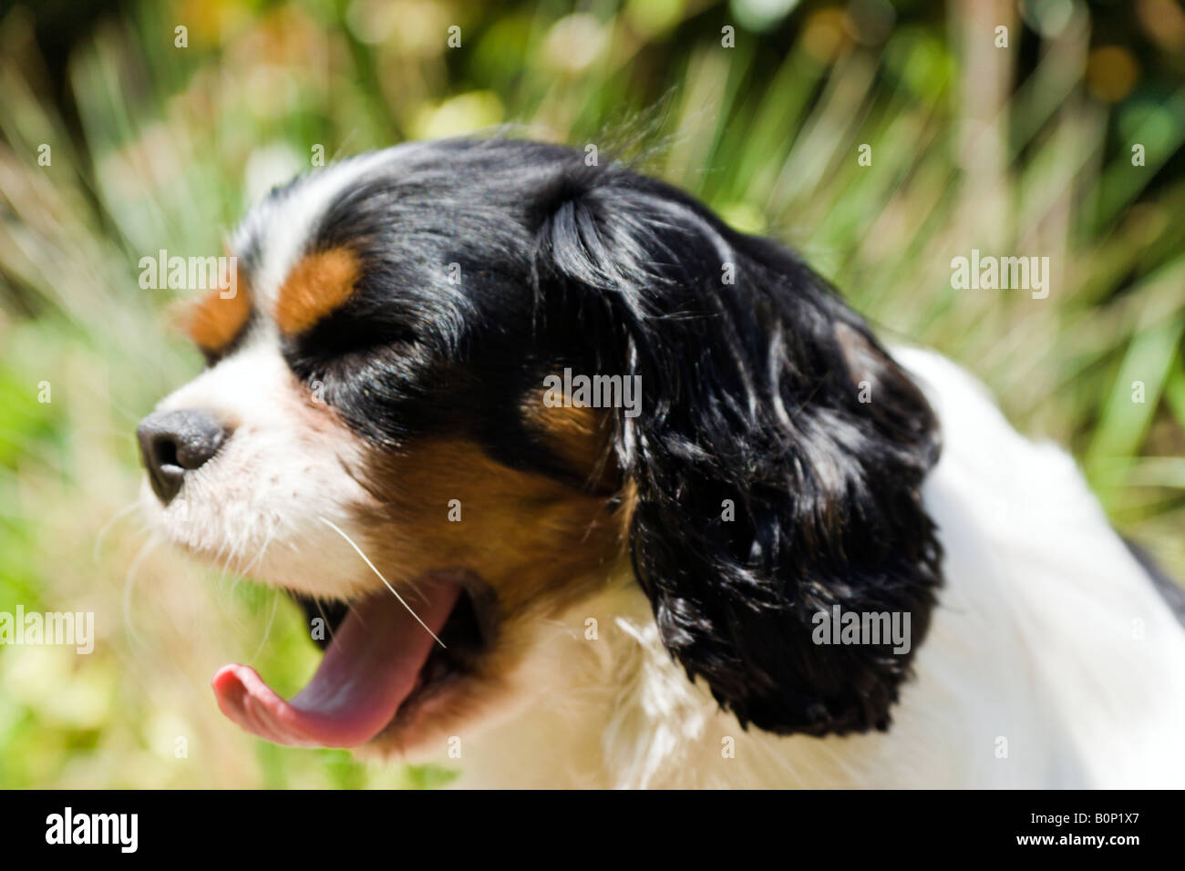 Eine männliche ^ Hund der Cavalier King Charles Spaniel Rasse mit einer Explosion von grünen Pflanzen hinter Gähnen. Stockfoto