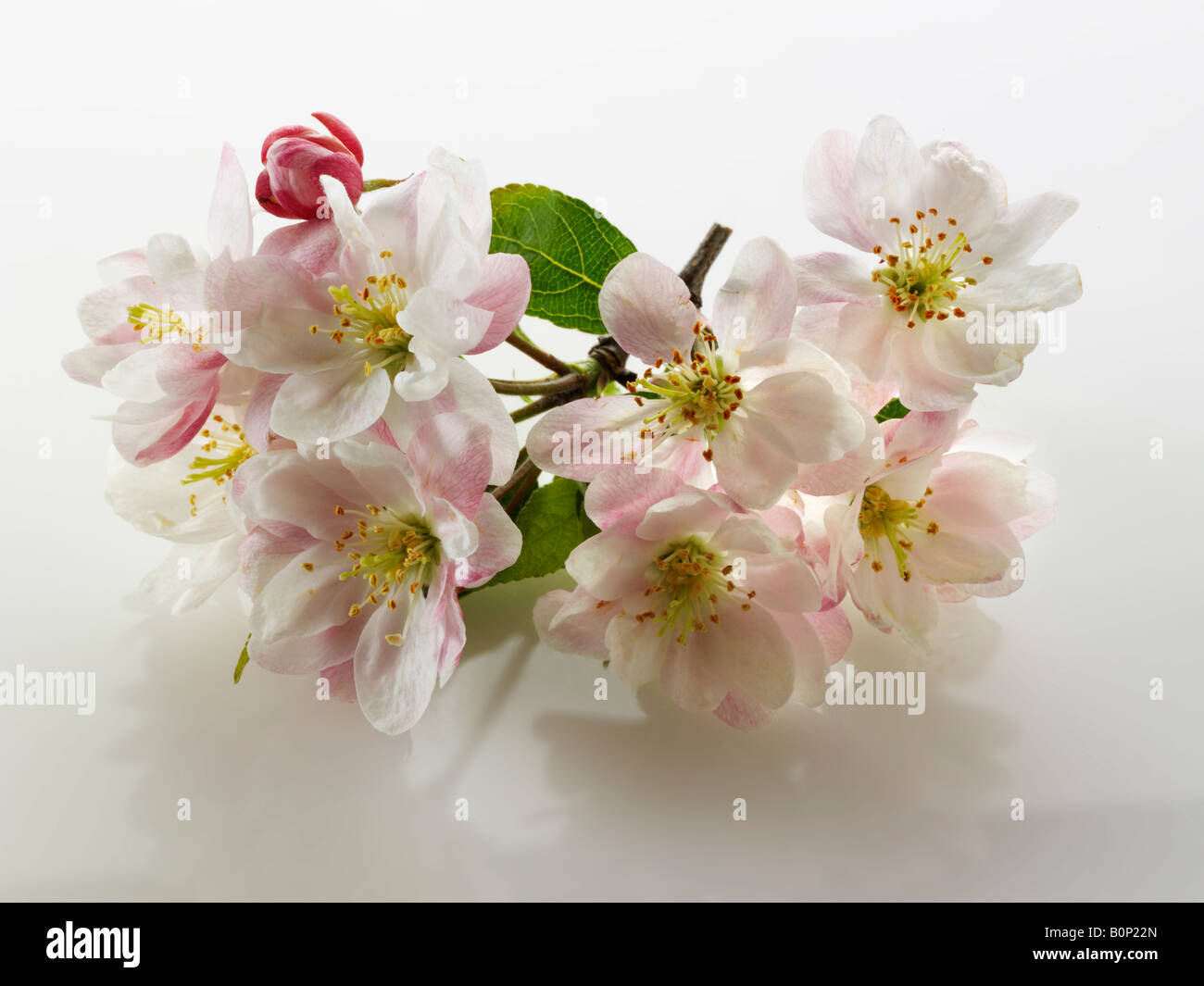 Apple Blossom gegen einen weißen Hintergrund für Ausschneiden Stockfoto