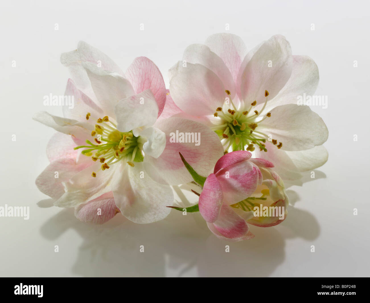 Apple Blossom gegen einen weißen Hintergrund für Ausschneiden Stockfoto
