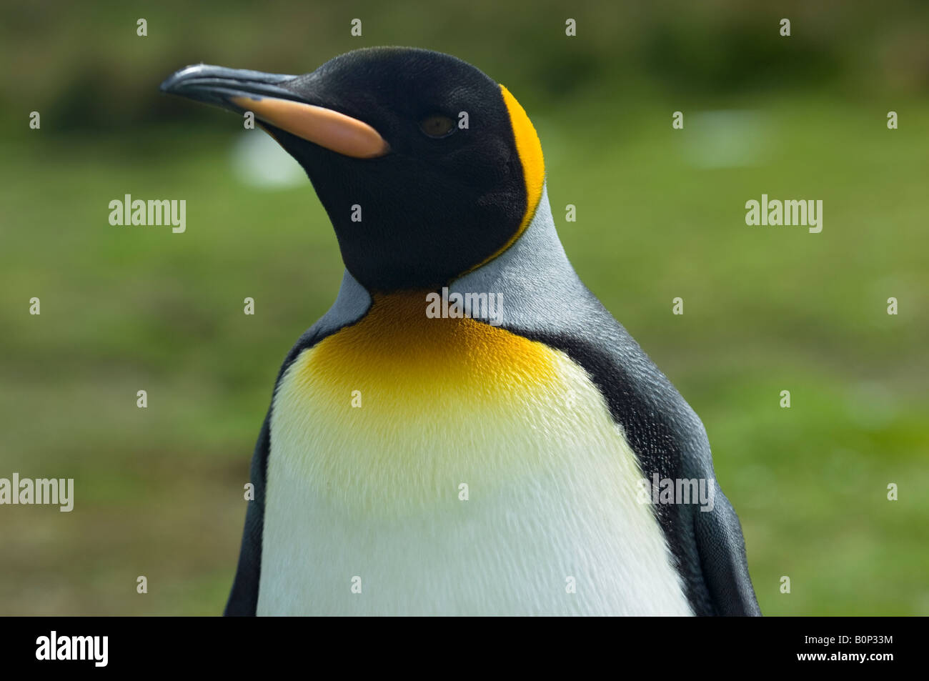 Porträt von einem Königspinguin, Volunteer Point, FalklandInseln