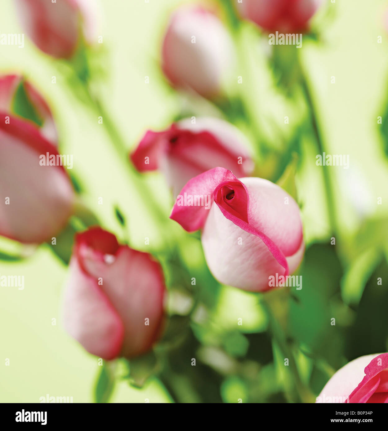 Studioaufnahme von rosa Rosen auf grünem Hintergrund Stockfoto