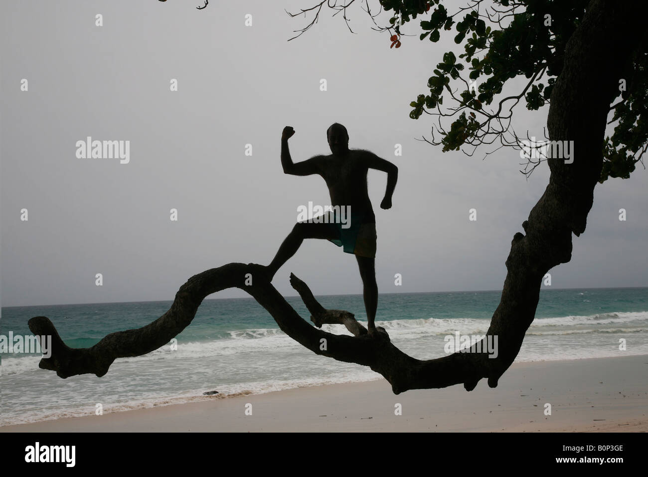 Balancing Act - ein Mann steht auf einem Ast in Havelock Island, Andamanen, Indien Stockfoto