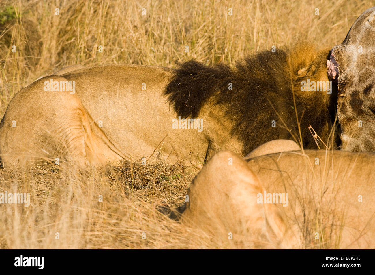 Close-up 1 Große aufgeregt hungry Lion Fütterung auf tote Giraffe seinen Kopf im Körper Hohlraum im Okavango, Panthera leo Essen töten Stockfoto