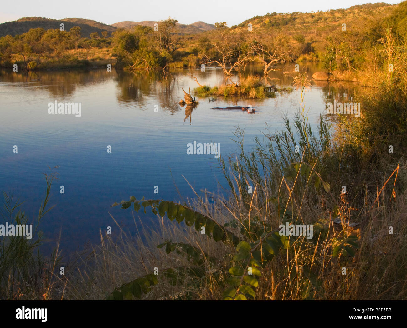 Hippo pool Stockfoto