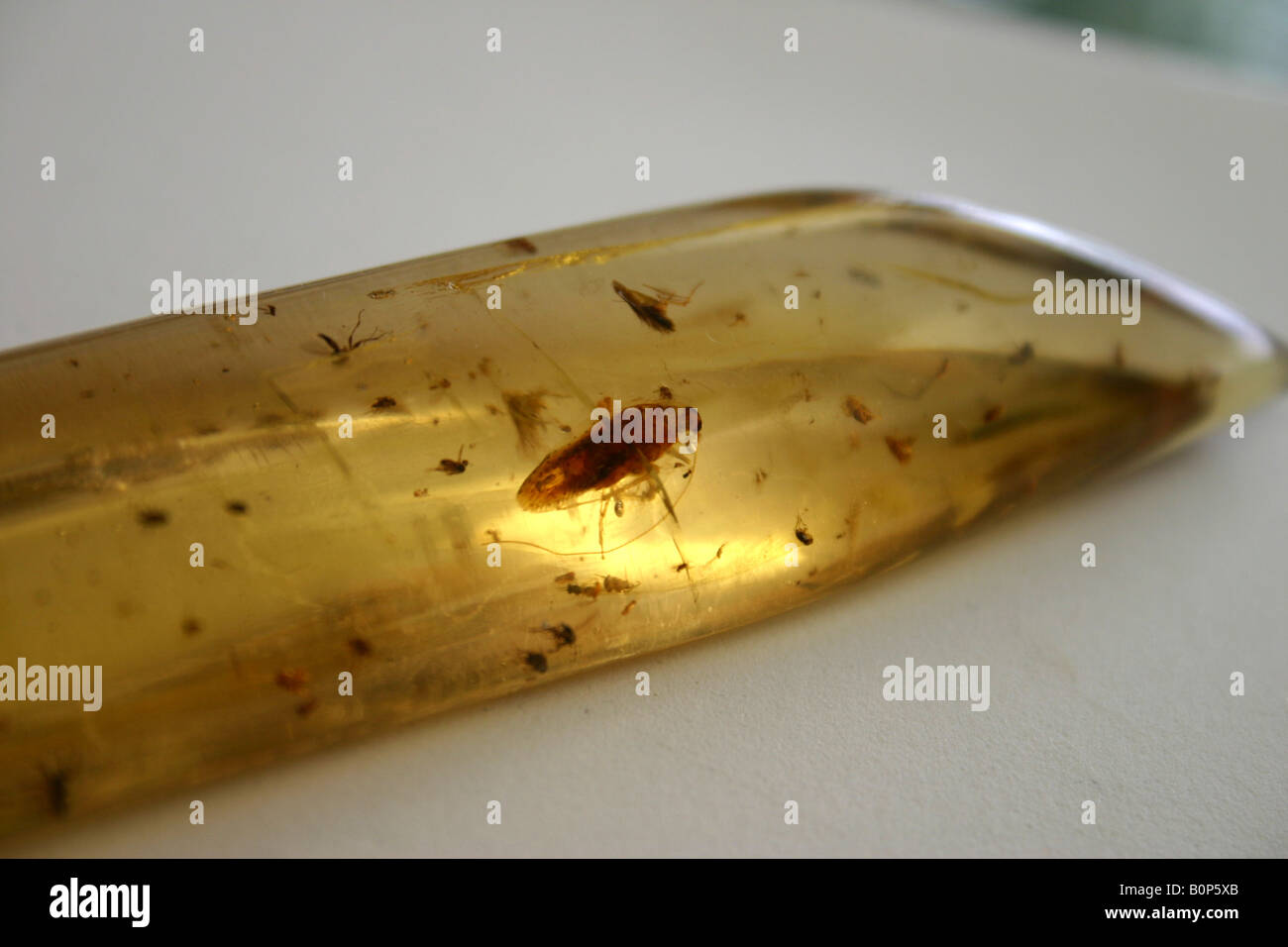 Insekten in Bernstein eingeschlossen Stockfoto