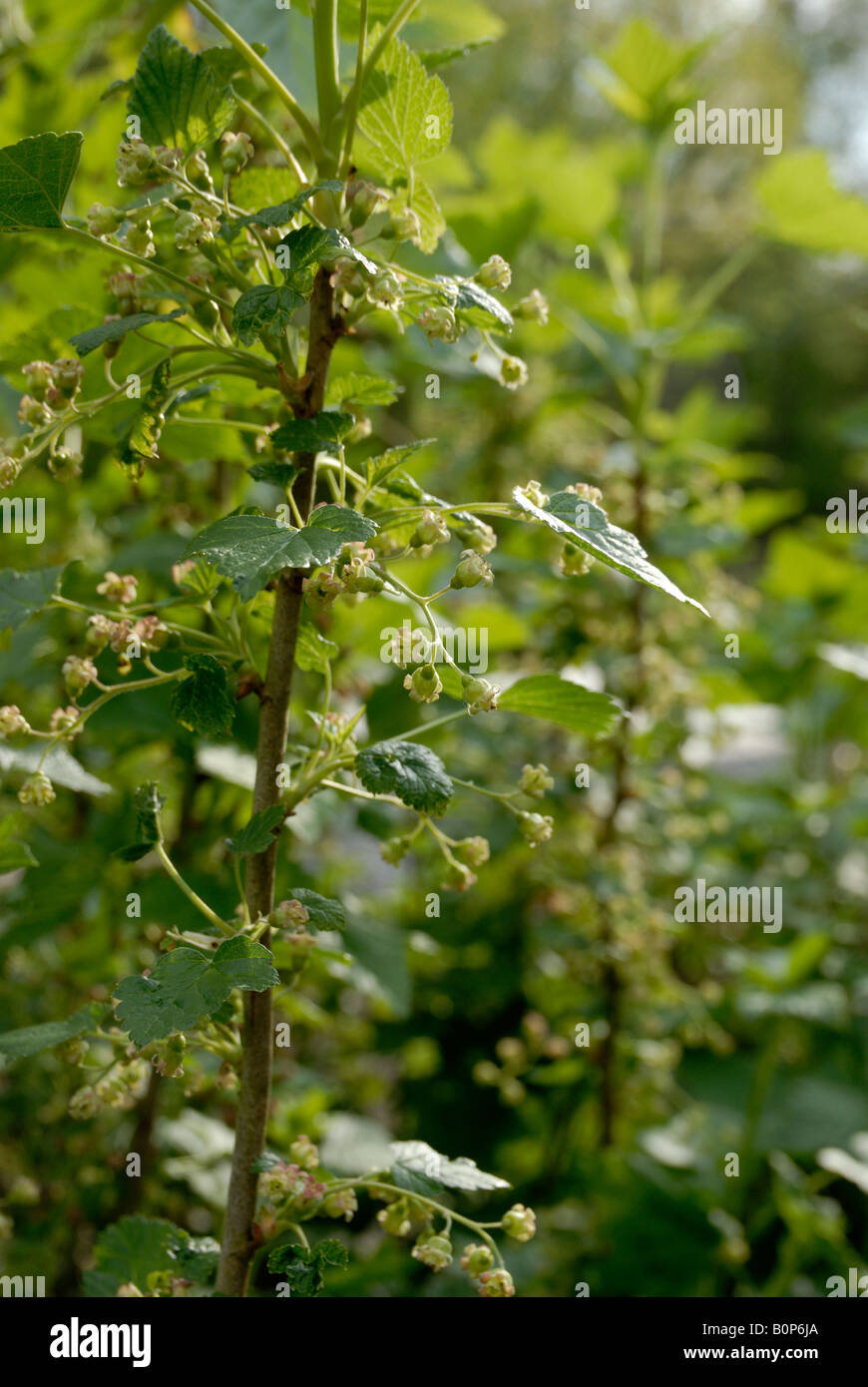 Blackcurrant bushes Fotos und Bildmaterial in hoher Auflösung Alamy