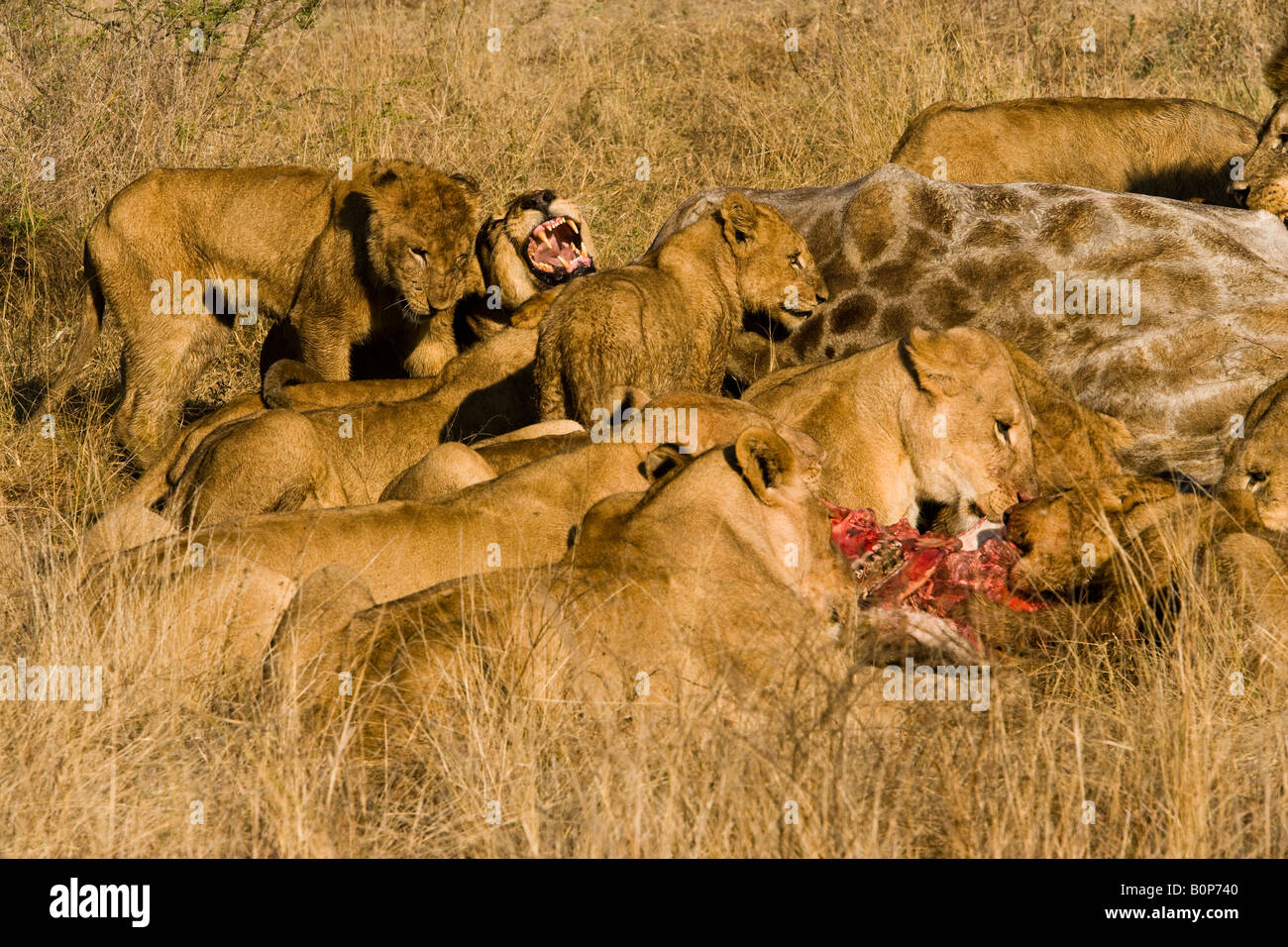 Beliebte Ökotourismus Attraktion, Löwen kämpfen, während sie wild auf Beute Feed eine neue Giraffe töten in berühmten Okavango Delta in Botswana Afrika Stockfoto