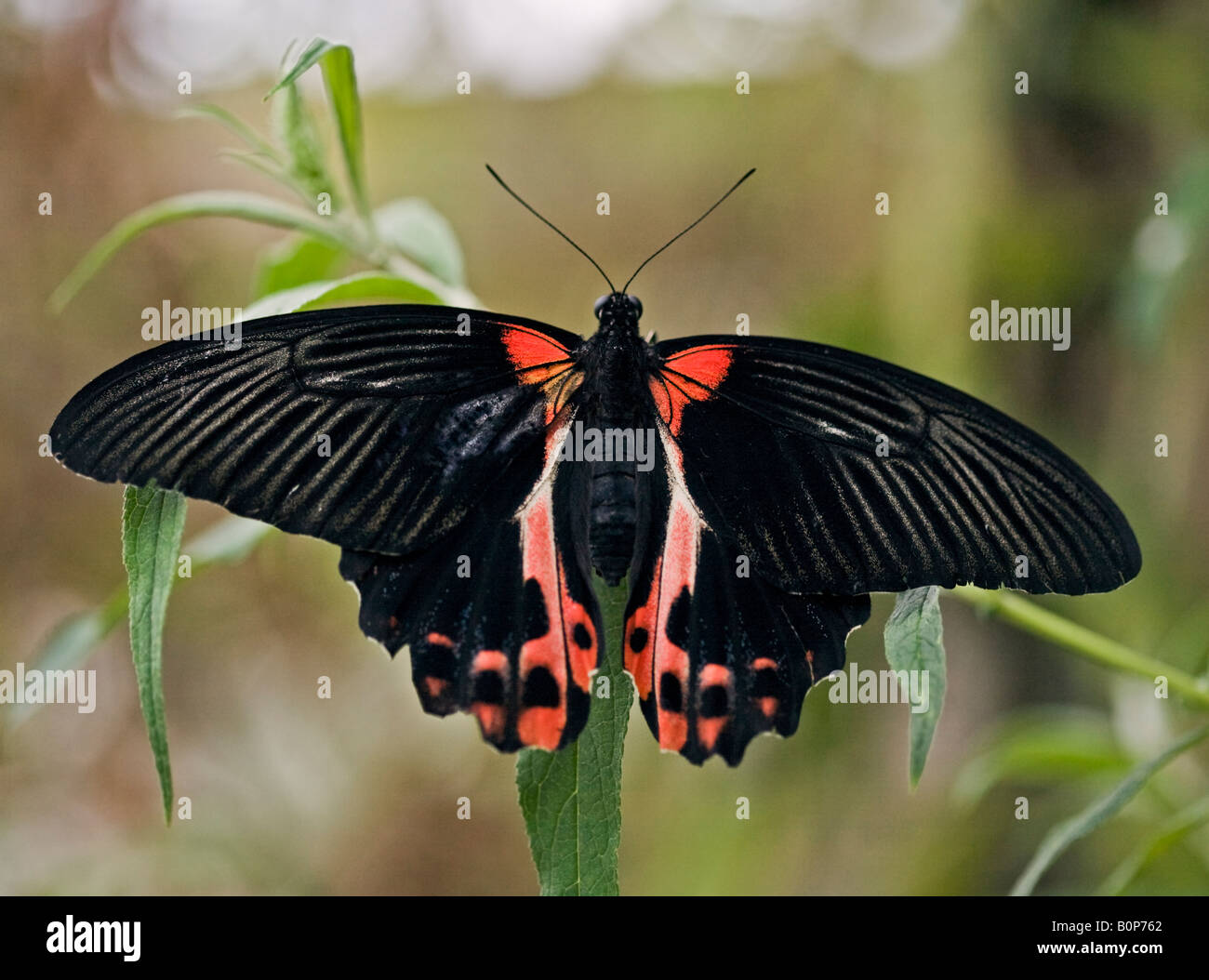 Scarlet Mormon Schmetterling (Papilio Rumanzovia) Stockfoto