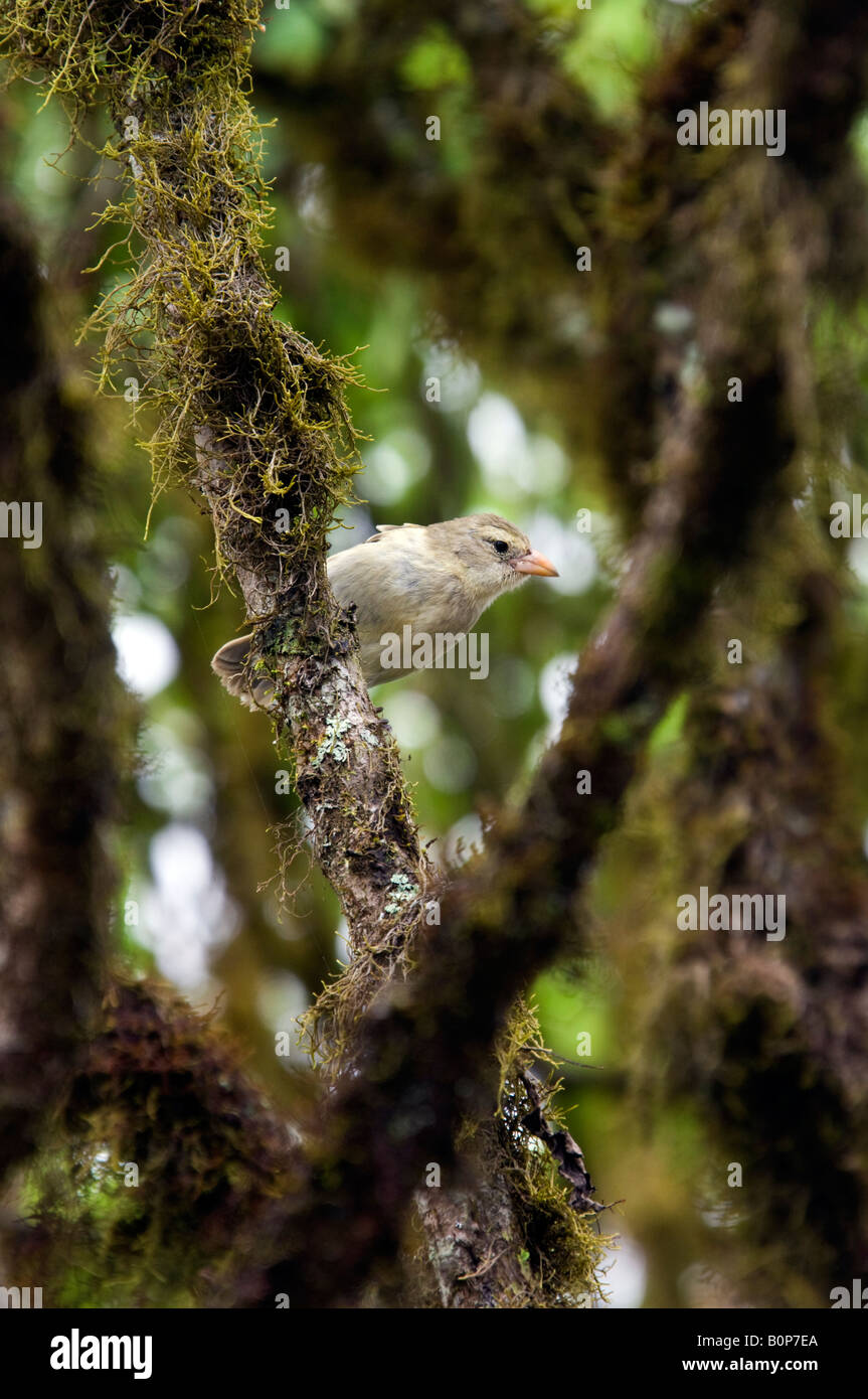 Klein Galapagos Boden Finch - Geospiza Fuliginosa - auf der Insel Santa Cruz auf den Galapagos-Inseln vor der Küste von Ecuador Stockfoto