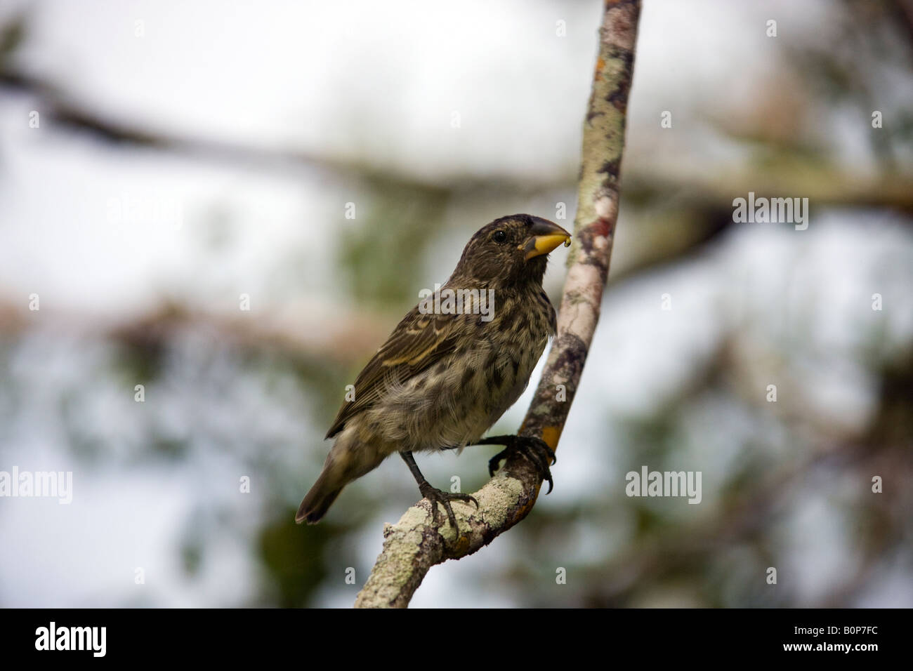 Großen Galapagos Boden Finch - Geospiza Magnirostris - auf der Insel Santa Cruz auf den Galapagos-Inseln vor der Küste von Ecuador Stockfoto